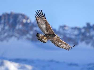 Eagle