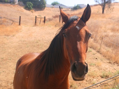 Equus