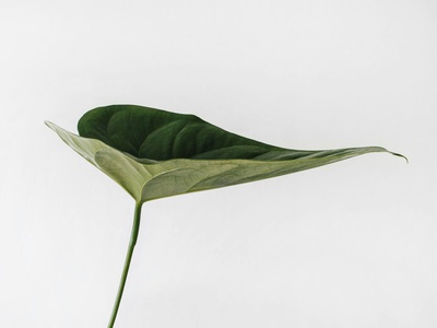 LEAF