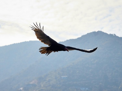 Condor
