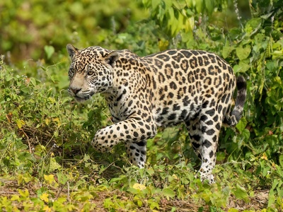 Jaguar