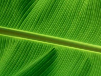 Leaf