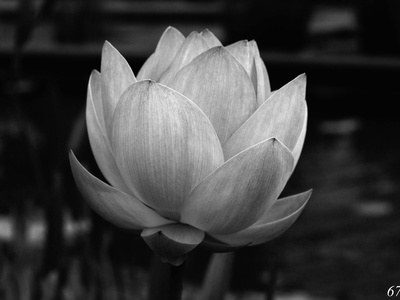 Lotus