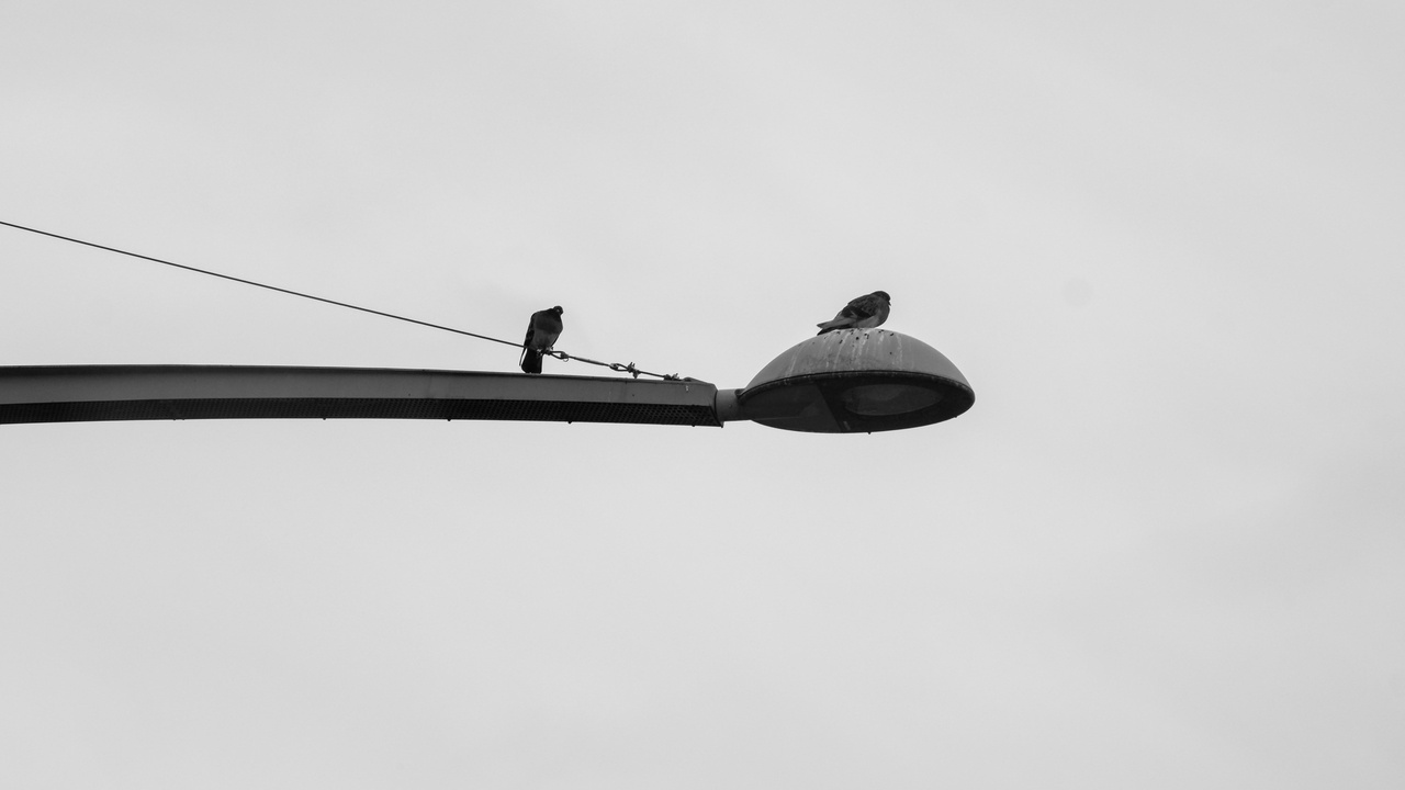 Long-rake chopper cruising on a highway showing extended forks and relaxed rider position